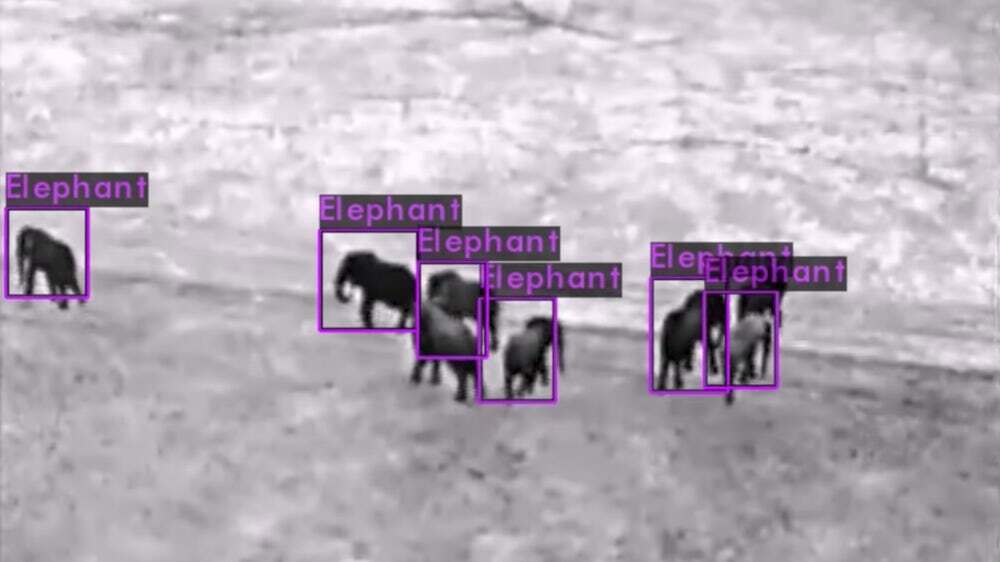elefante neurala inteligencia artificial caza furtiva