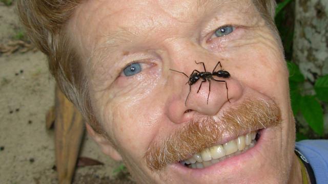 ¿La recompensa para todo el dolor que ha sufrido Justin Schmidt? Recoger un premio vestido de abeja.