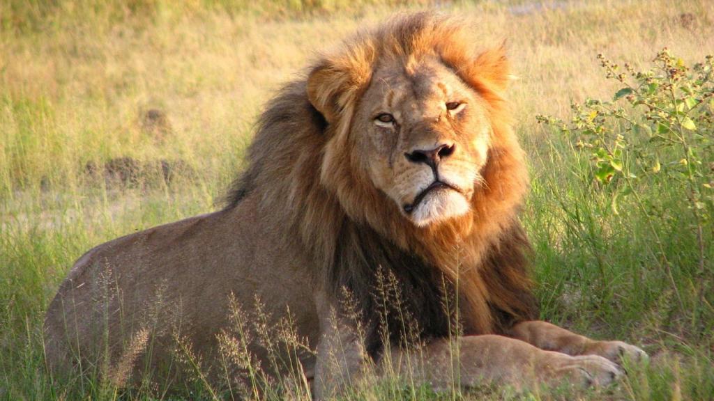 El morro de Cecil mostraba las cicatrices de sus batallas.