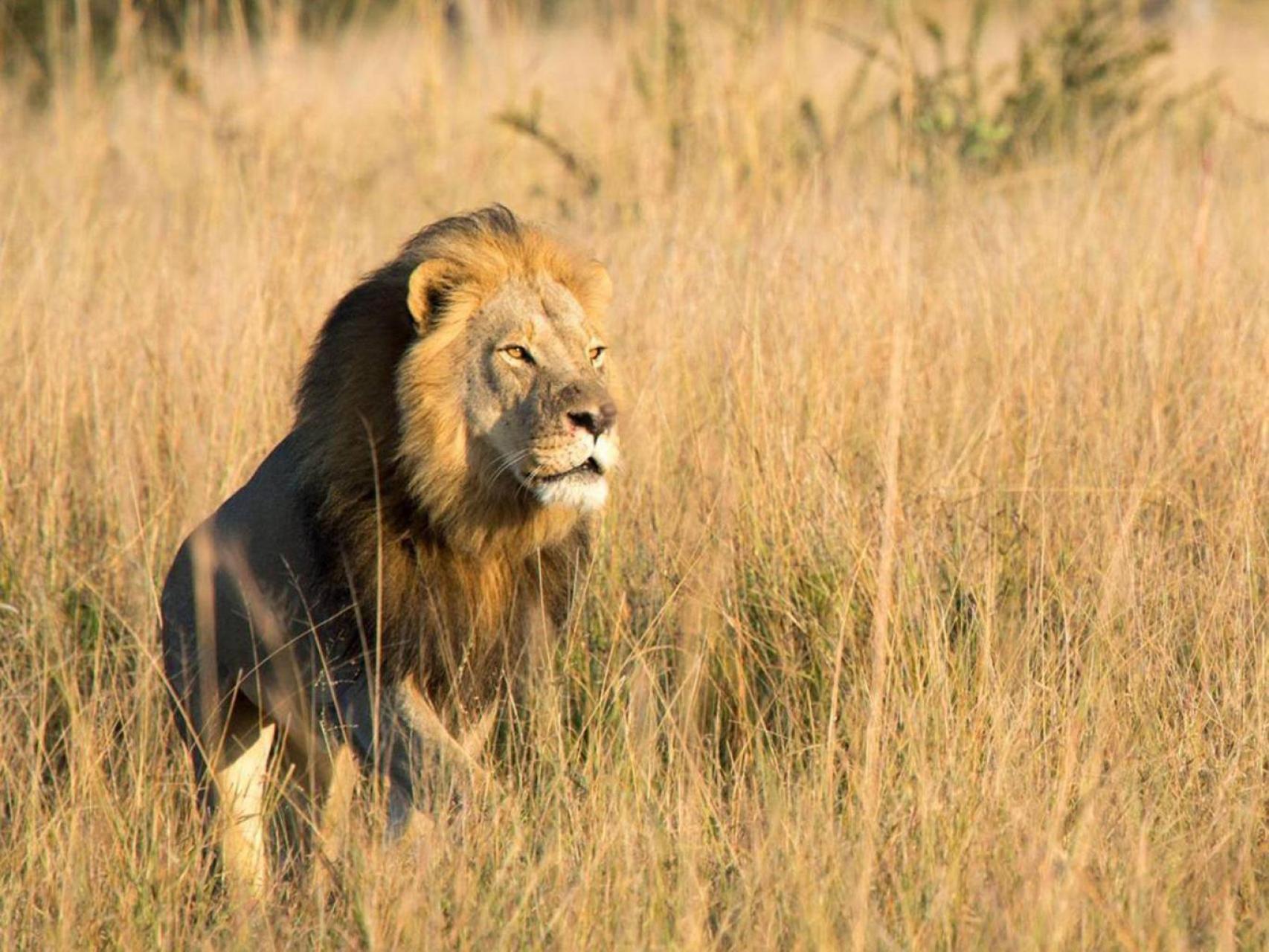 El fatal sino de Xanda, hijo de Cecil el león: muere abatido por un cazador