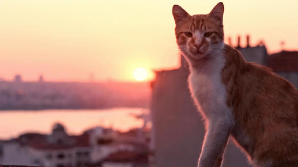Image: Kedi: Estambul, la ciudad de los gatos