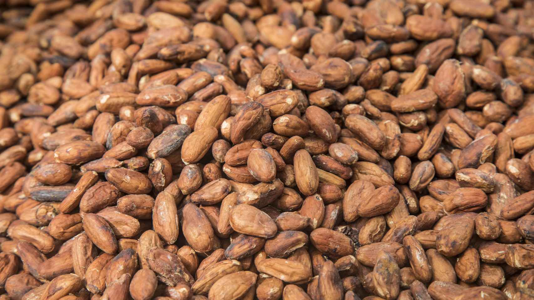 Los olmecas fueron los primeros que domesticaron y utilizaron la semilla de cacao hace más de 3.000 años