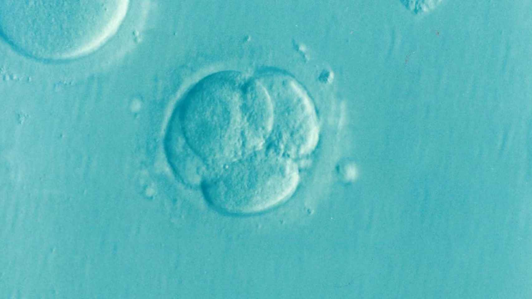 Un embrión humano en sus primeros días de gestación.