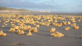 Una playa de Francia invadida por esponjas amarillas.