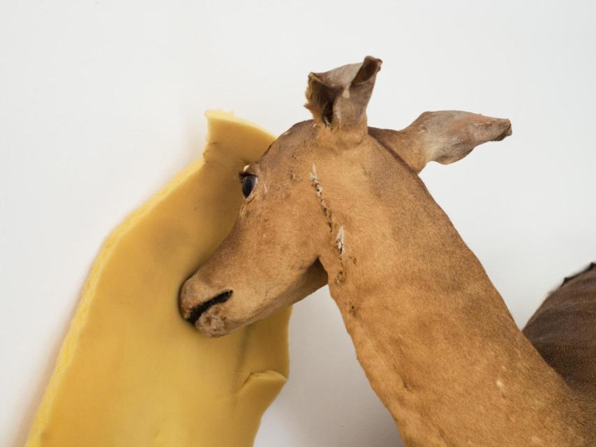 João Paulo Serafim y su trabajo en el Museo de Ciencias Naturales Carlos Machado.