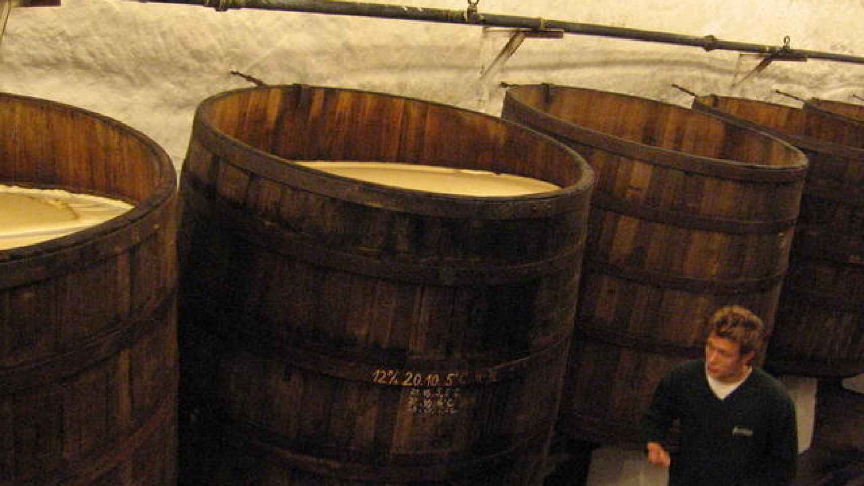 Los barriles abiertos en los que fermenta la cerveza checa Pilsner.