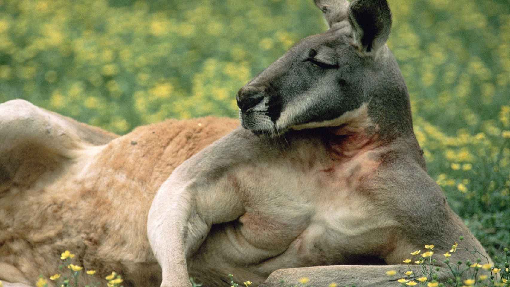Los canguros consumen amapolas por su opio.