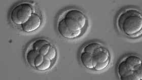 Los embriones humanos a los que se ha aplicado la técnica CRISPR-Cas9.