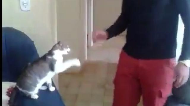 Este gato, y su saludo, es el nuevo jefe de Internet