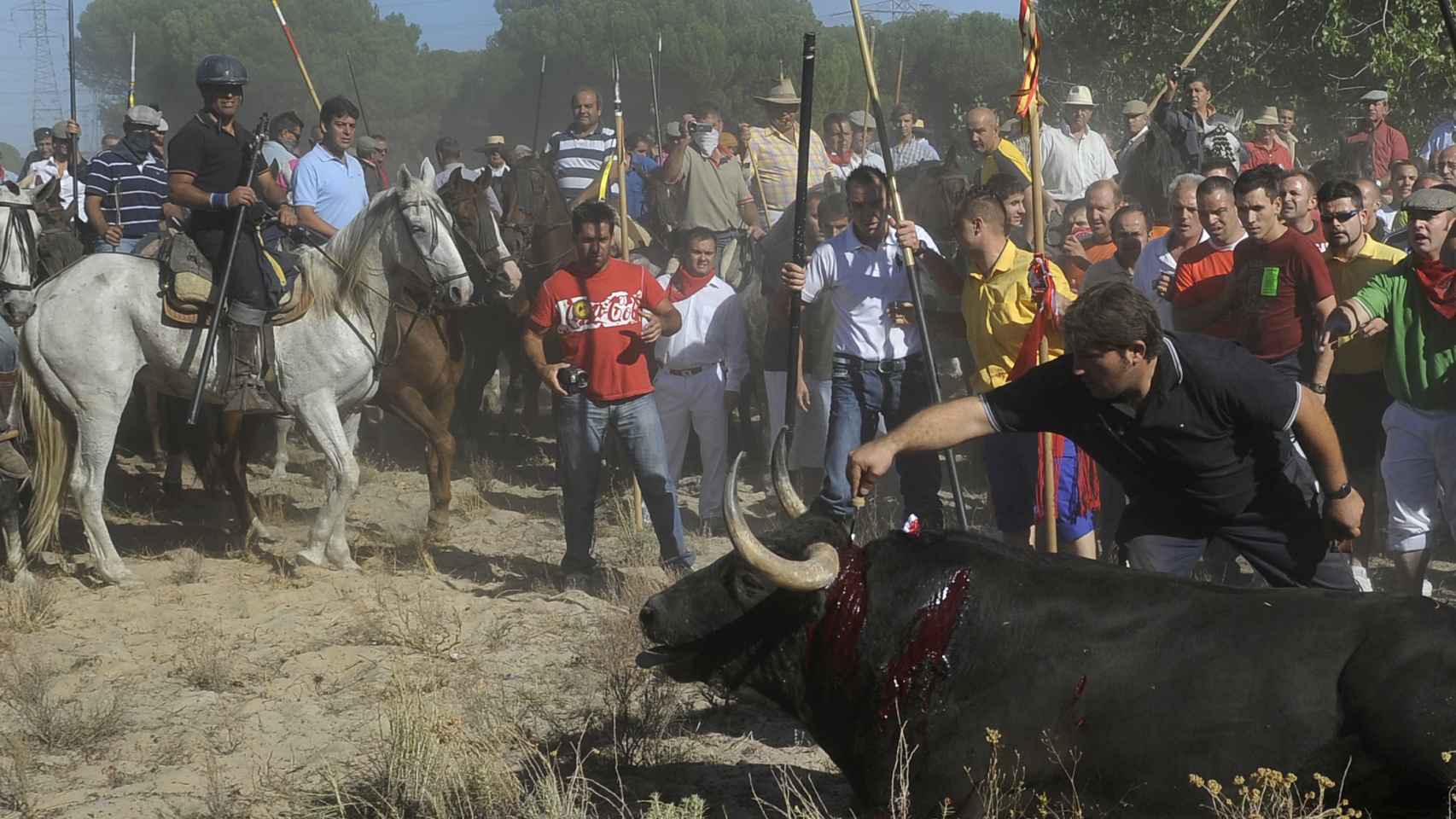 Desde el pasado año el toro de la Vega no puede ser matado en público