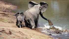 Elefante protegiendo a su cría