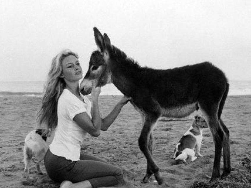 Briggite Bardot con un burro en Torremolinos, durante el rodaje de Los joyeros del claro de luna
