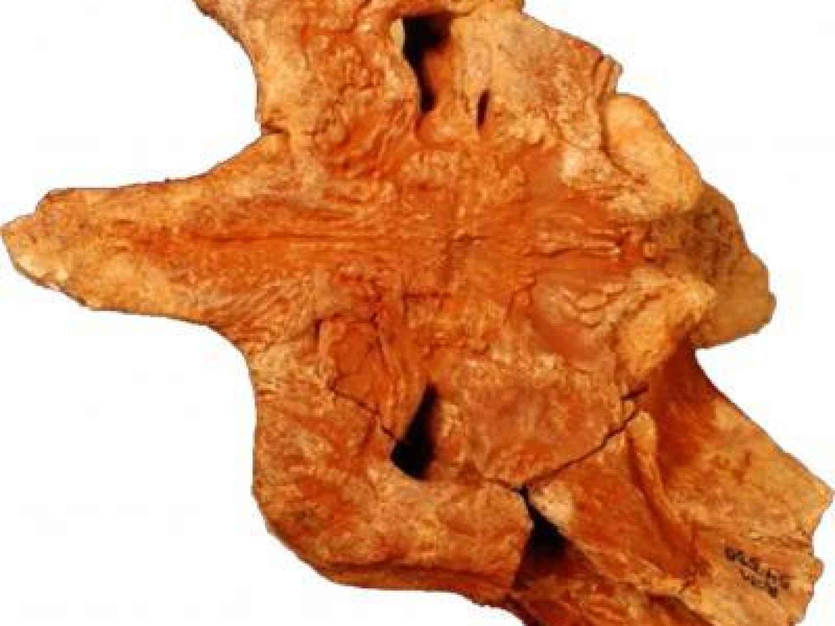 Porción del cráneo fosilizado del cocodrilo.