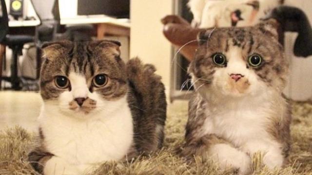 Gato real y gato de peluche