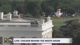 Chicken Don, tras la Casa Blanca.