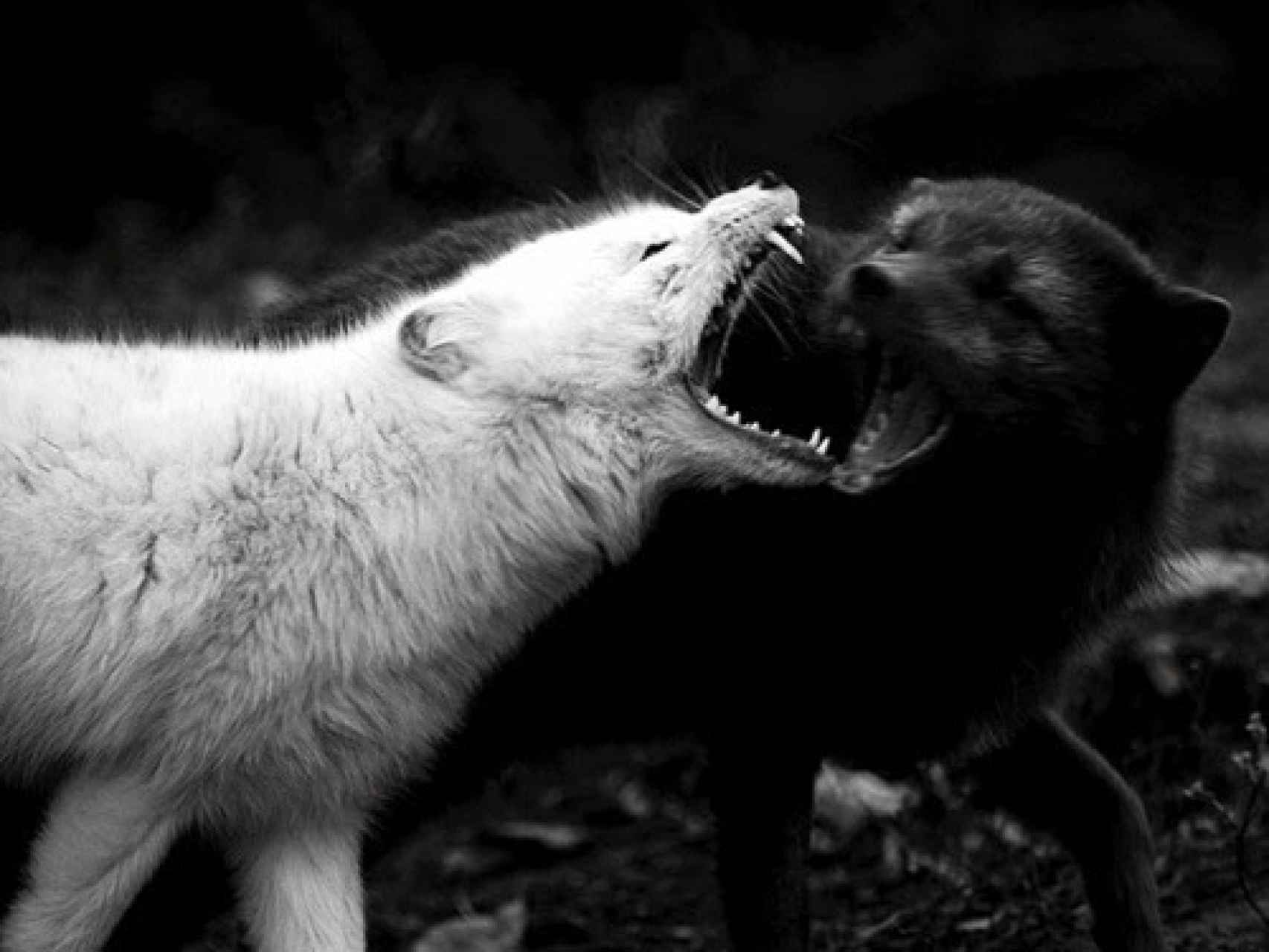 Un lobo blanco y un lobo negro