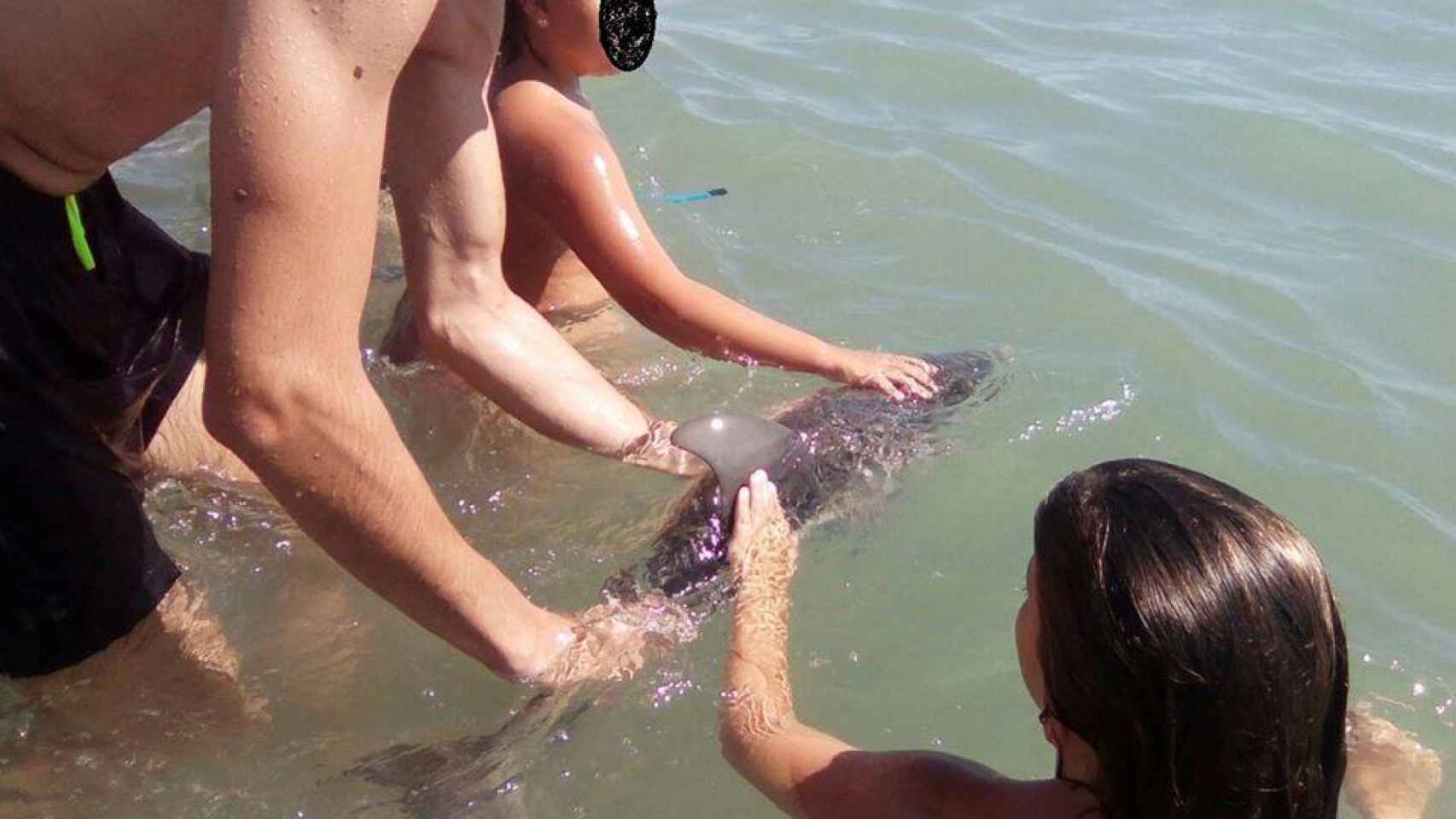Delfín varado rodeado de curiosos