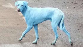 Un perro azul pululando por las calles de la India.