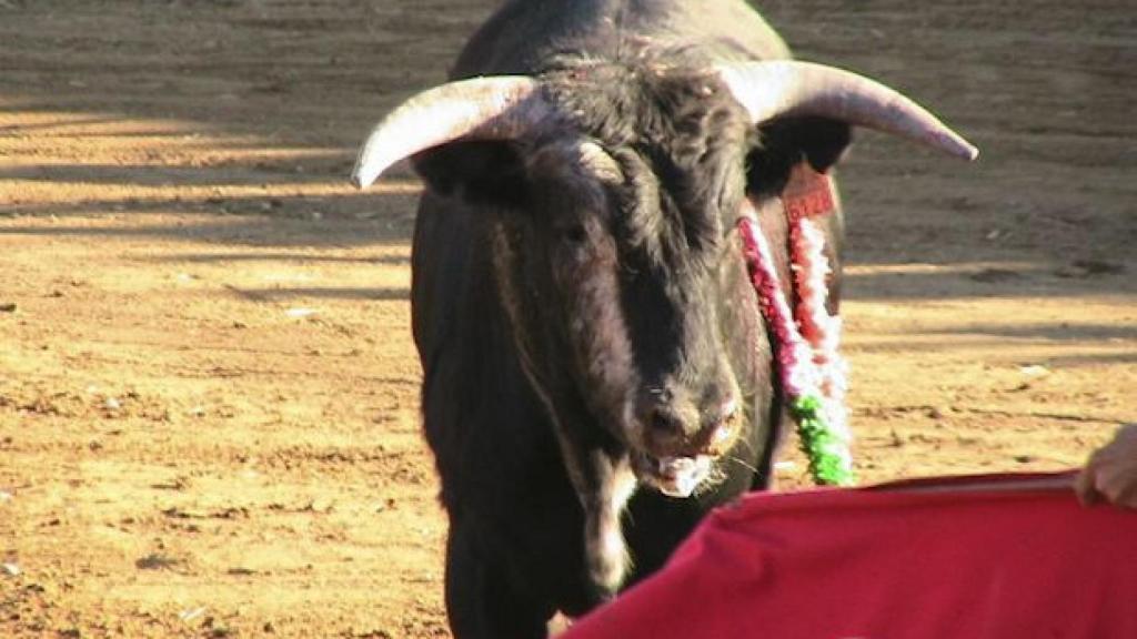 Toros-pueblos-santos-briviesca-cantalpino02