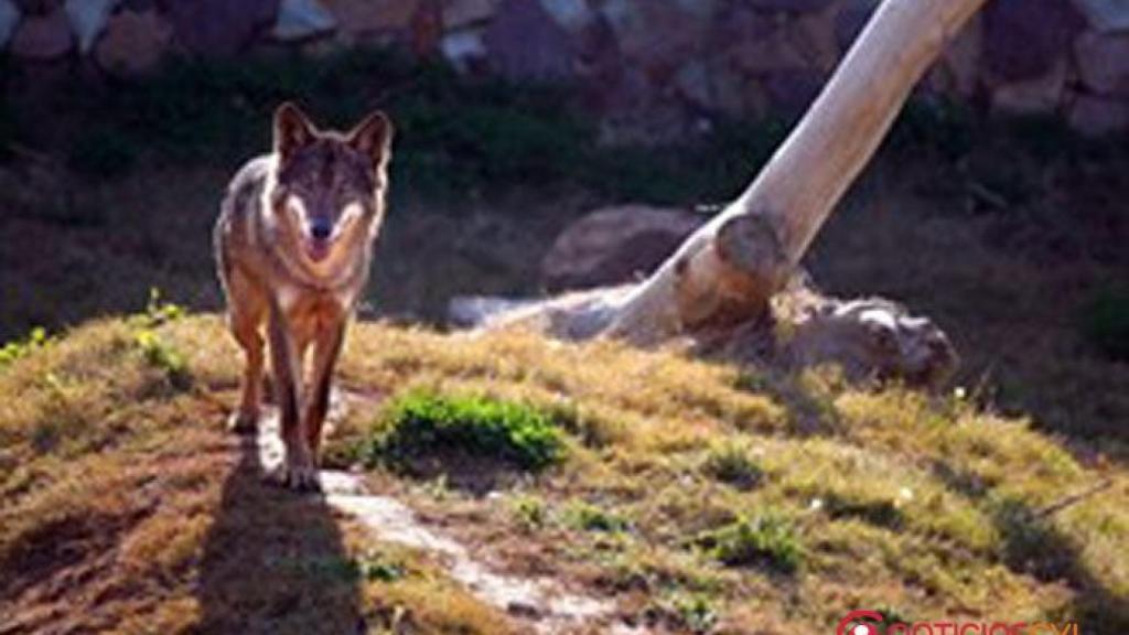 zamora ovejas lobo upa-coag