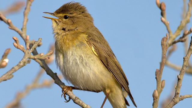 Un mosquitero musical encaramado a la rama de un árbol.