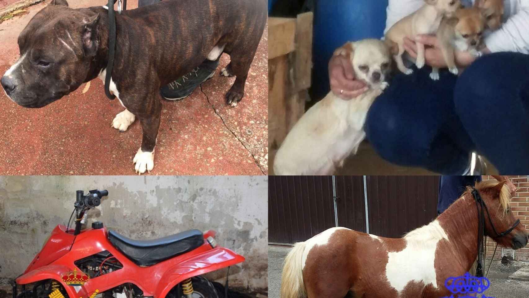 Guardia Civil detiene 4 personas por el robo de un pony, un quad y varios perros