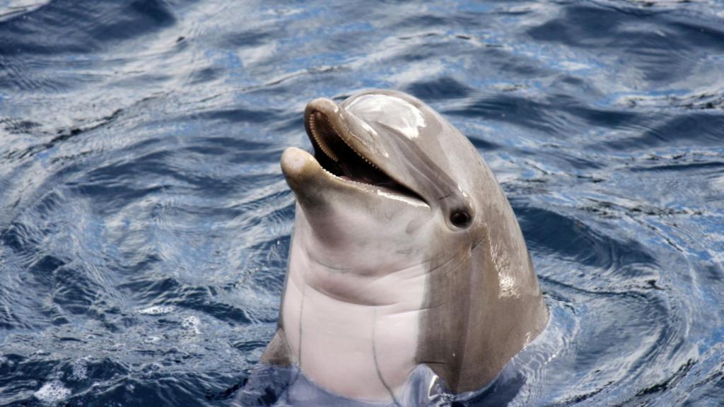 Un simpático delfín.