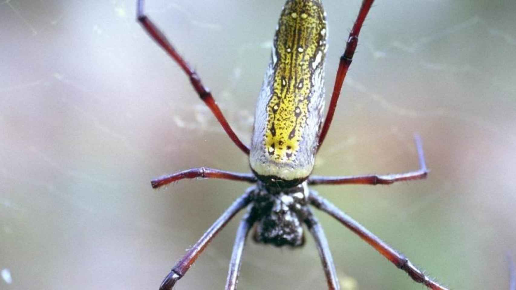 La araña de seda de oro de Madagascar