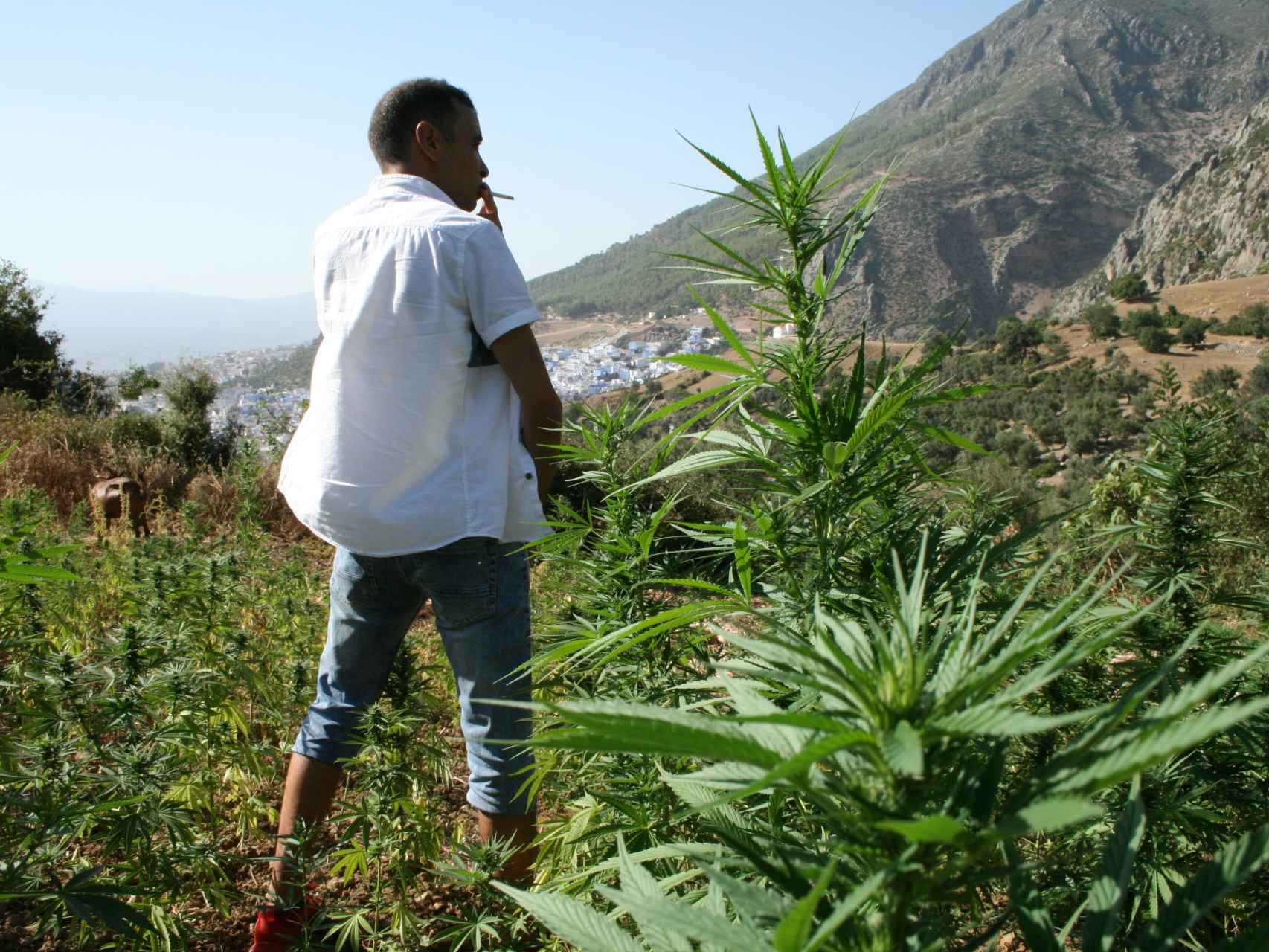 Cultivador de cannabis a las afueras de Chauen.