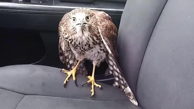 El halcón Harvey en el taxi de Bruso.