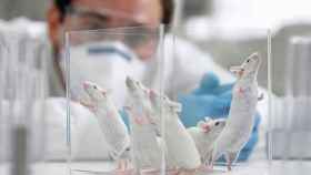 Un científico observa varios ratones en un recipiente.