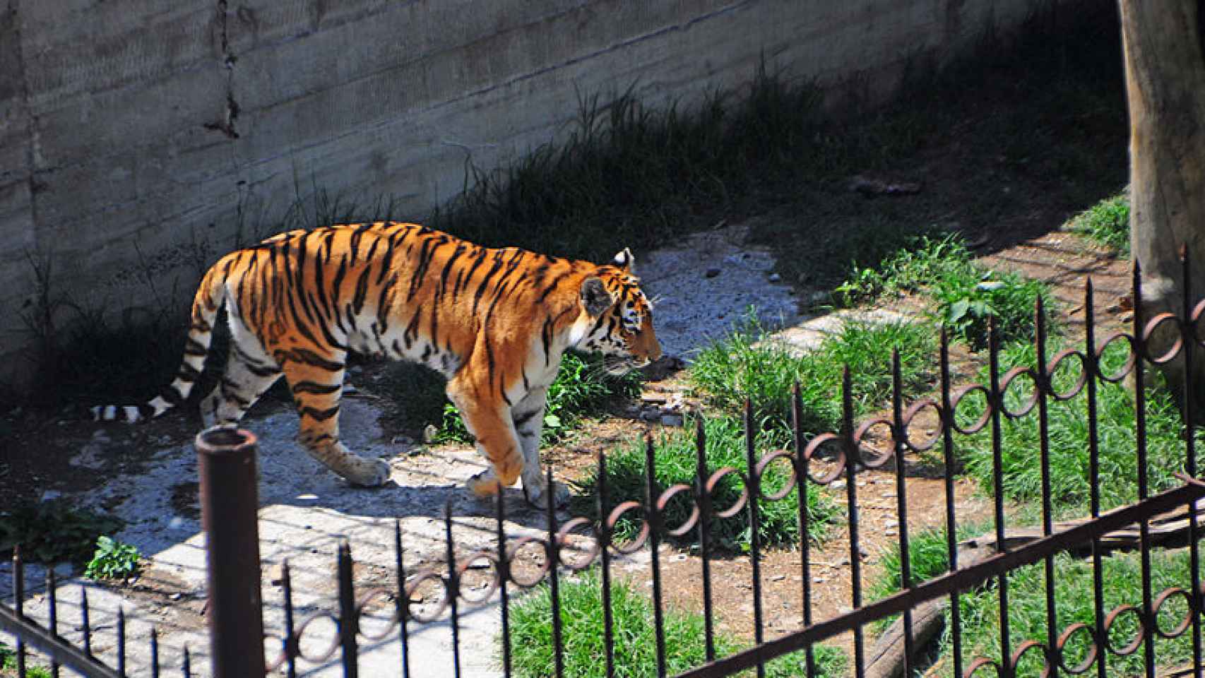 Para crear un zoológico será necesario combinar conocimientos de arquitectura y del mundo animal.