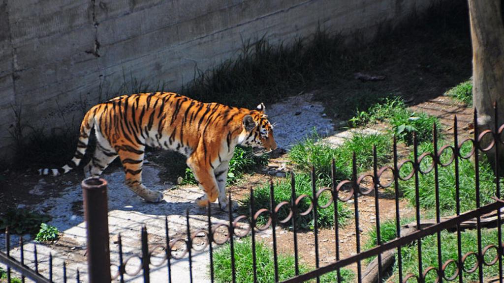 Para crear un zoológico será necesario combinar conocimientos de arquitectura y del mundo animal.