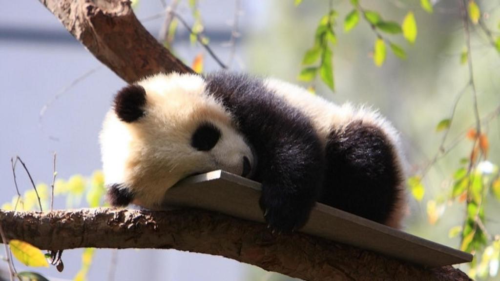 China es uno de los países que más demanda la profesión de cuidadores de osos panda.