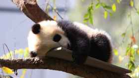China es uno de los países que más demanda la profesión de cuidadores de osos panda.