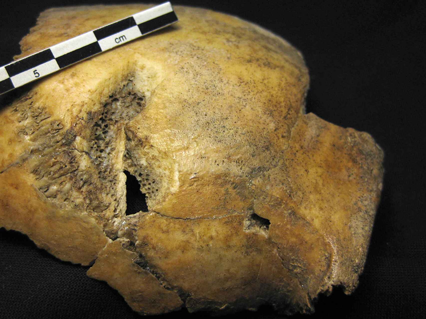 Muestra de uno de los cráneos analizados.