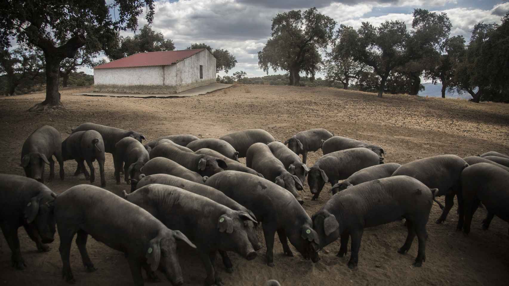 Cerdos ibéricos de la denominación Jabugo en una finca de Higuera de la Sierra (Huelva).
