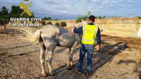 Detenido por dejar diez días a un caballo sin agua ni comida en Castellón