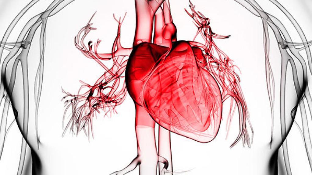 Representación del corazón y los vasos sanguíneos más cercanos.