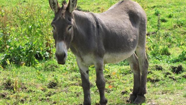 Un burro parado en un prado.