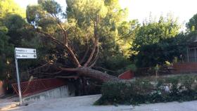 Foto del árbol caído en la Universidad Laboral la pasada semana