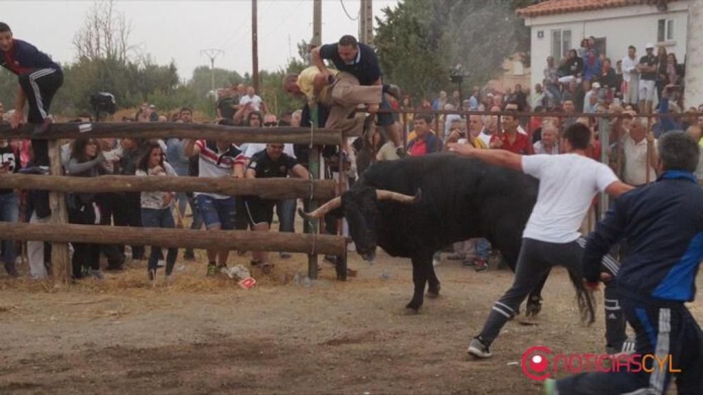 tordesillas-toro-de-la-pena-35