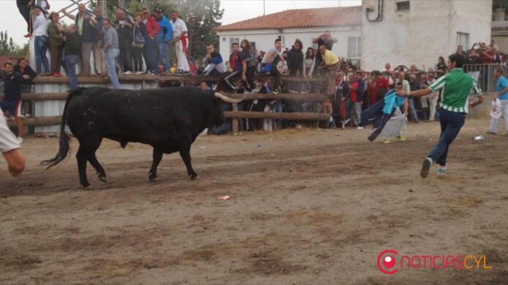 tordesillas-toro-de-la-pena-25