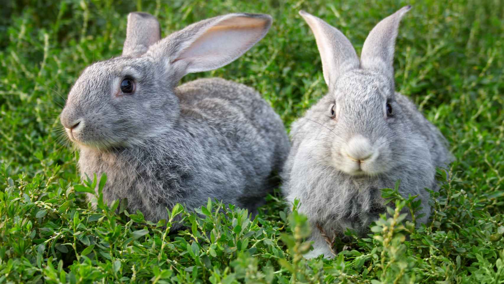 Dos conejos que no levantan sospechas.