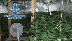 Plantación de marihuana, que el detenido llamaba 'Ferrari de la marihuana'.