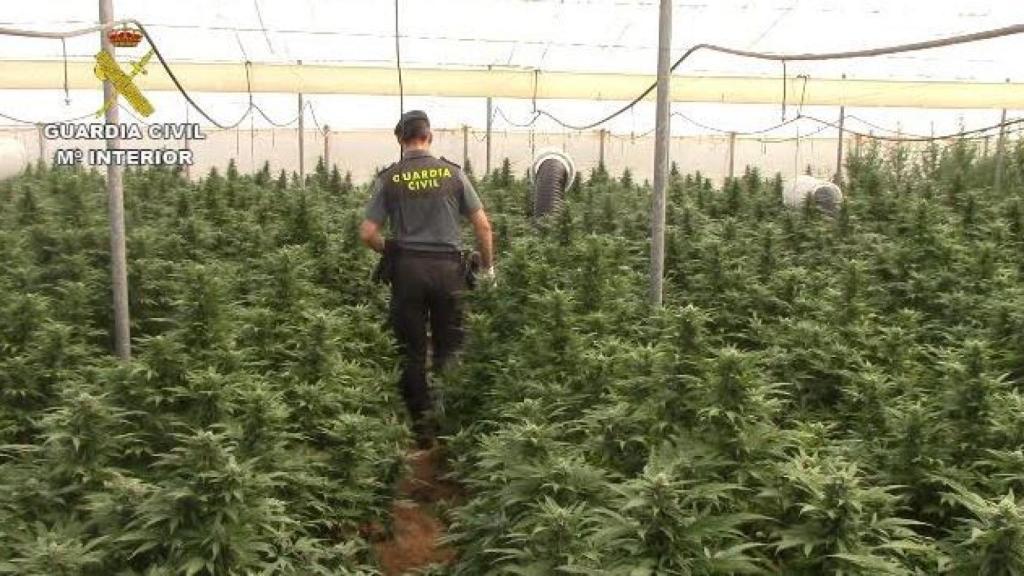 Agentes en el invernadero donde se cultivaban las plantas