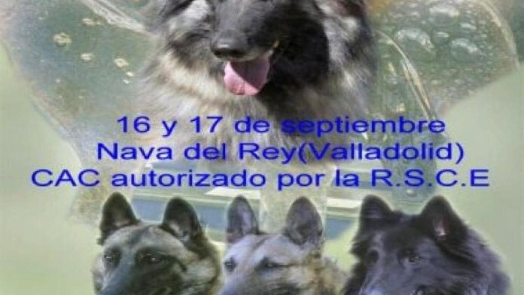 concurso perros nava del rey valladolid 1