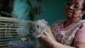 Imagen de una venezolana, con un conejo como mascota.