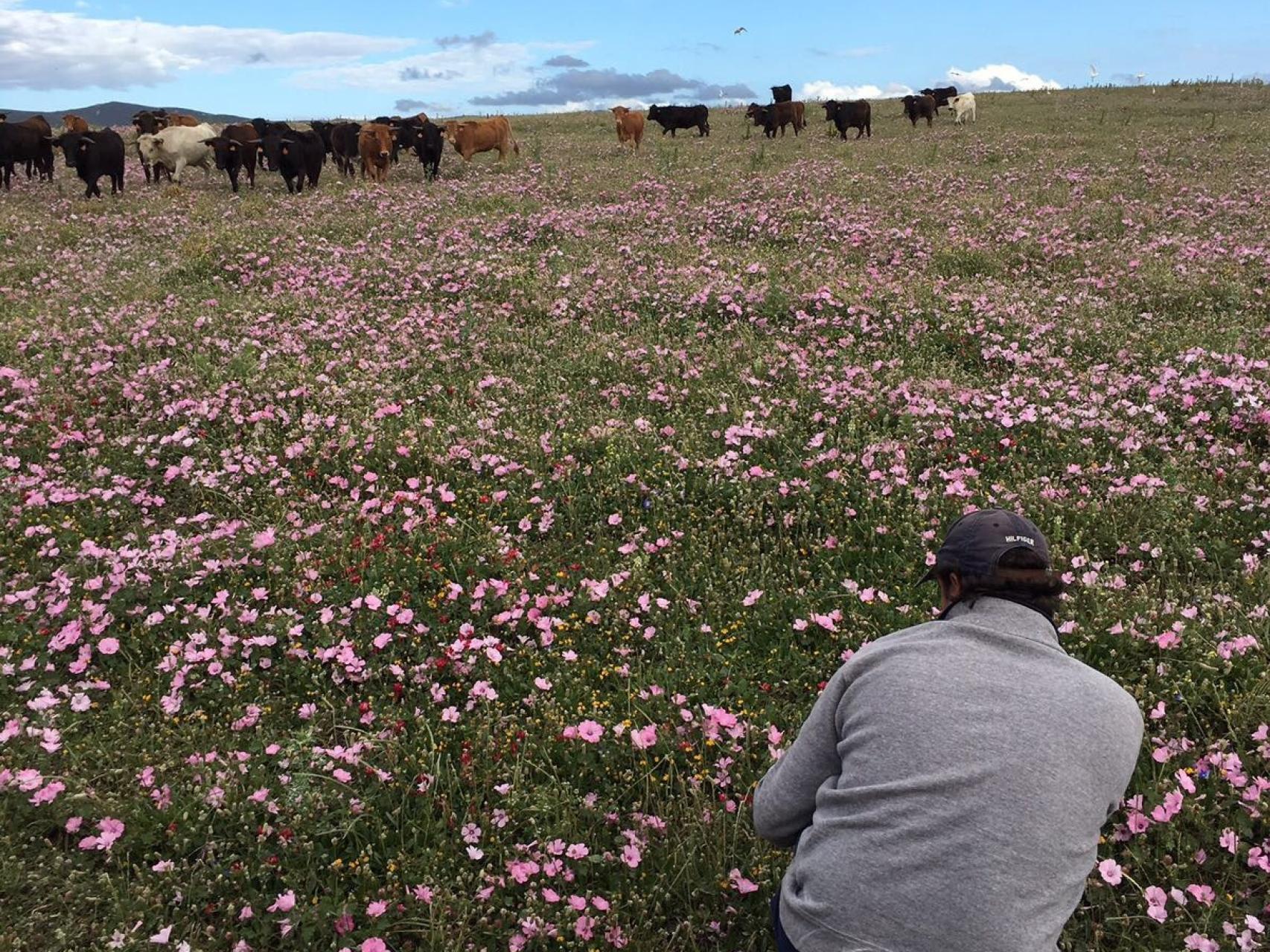 Javier Núñez haciendo una fotografía de los ejemplares de su ganadería