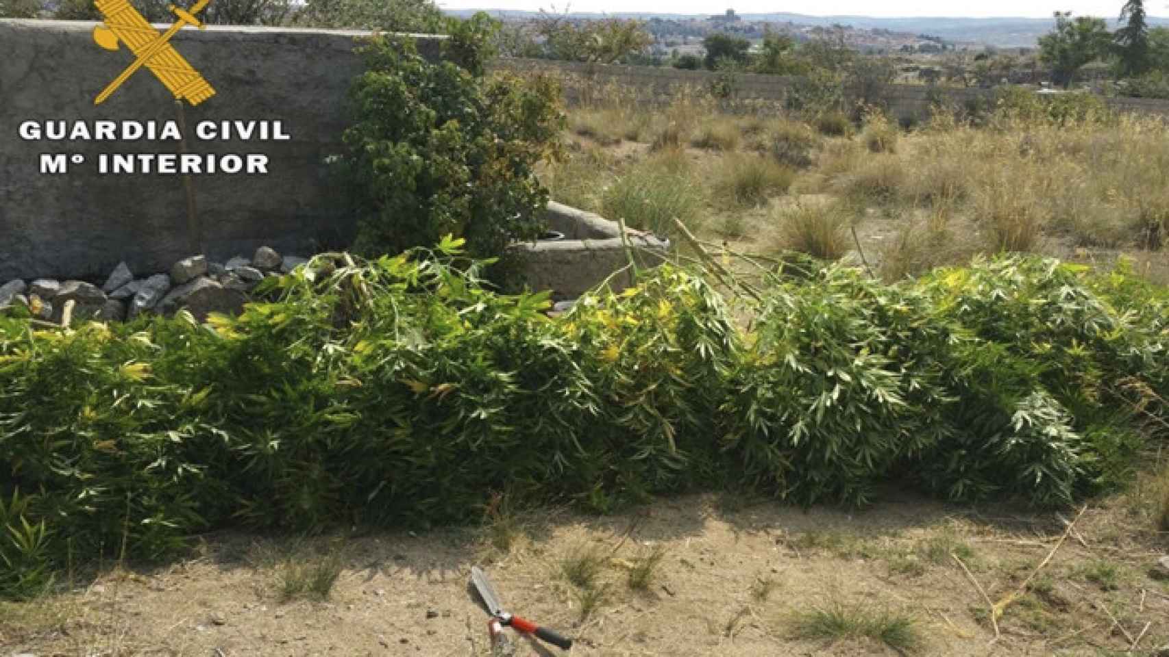 Avila-marihuana-plantacion-guardia-civil
